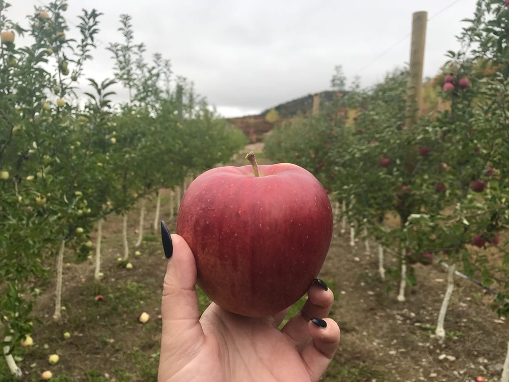 Red Delicious Apple 